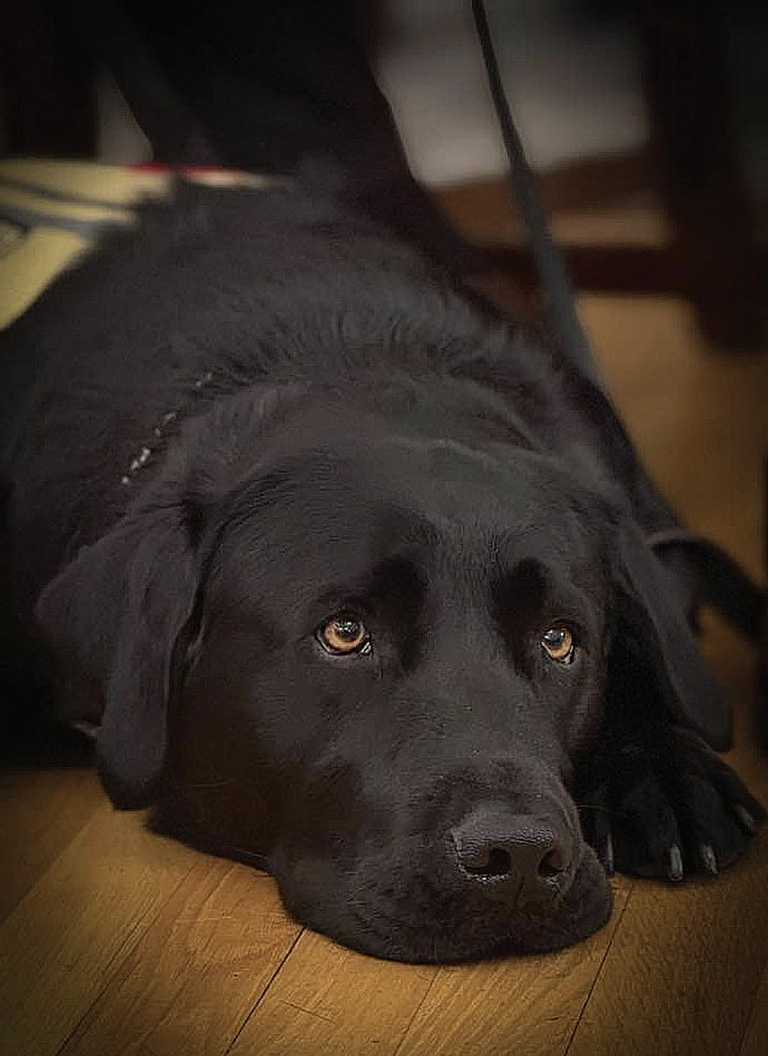 A close-up image of a Black Labrador dog lying on the floor