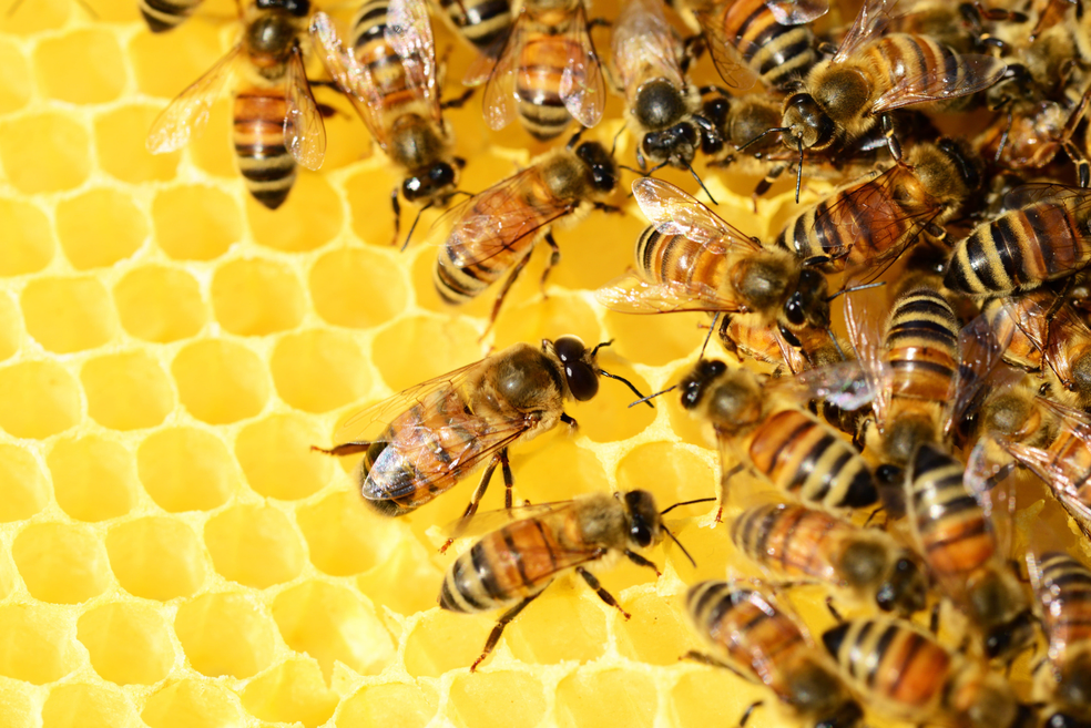 Honey bees beehive honey bees 8a875ba502eb00ad63f614633e700e76