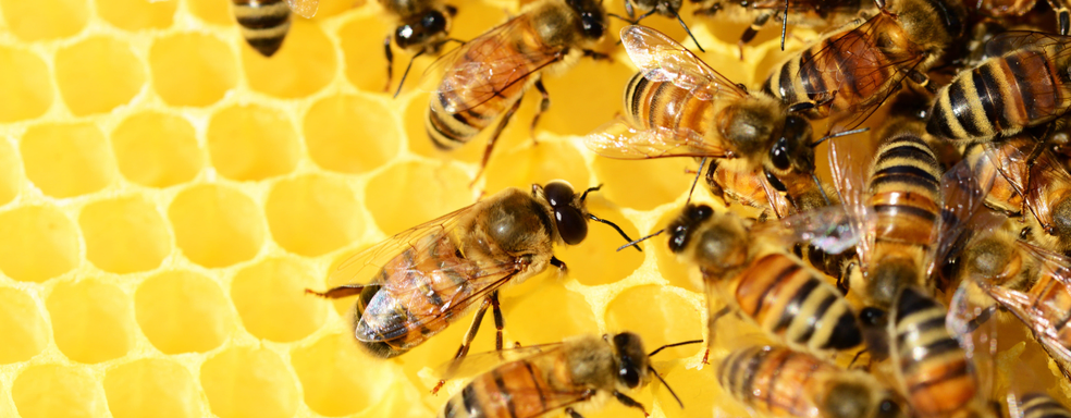 Honey bees beehive honey bees 8a875ba502eb00ad63f614633e700e76