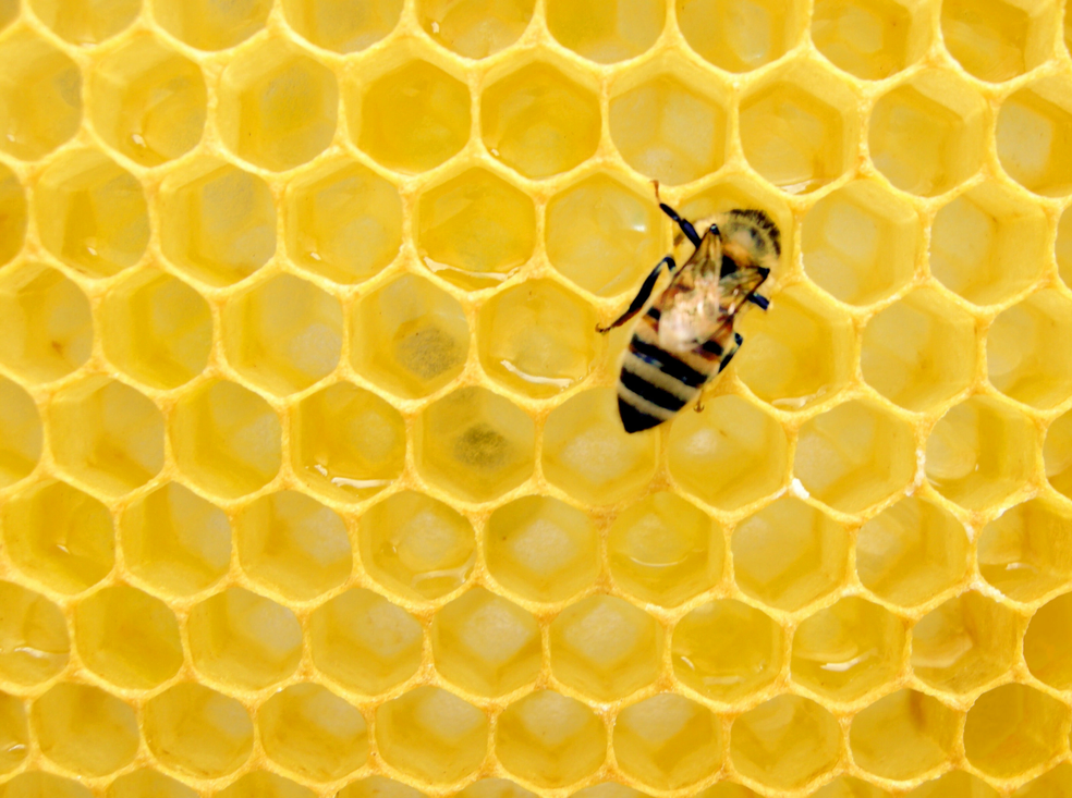 bee on top of honeycomb hive
