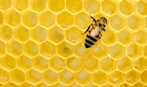 bee on top of honeycomb