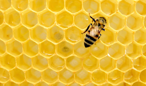 bee on top of honeycomb
