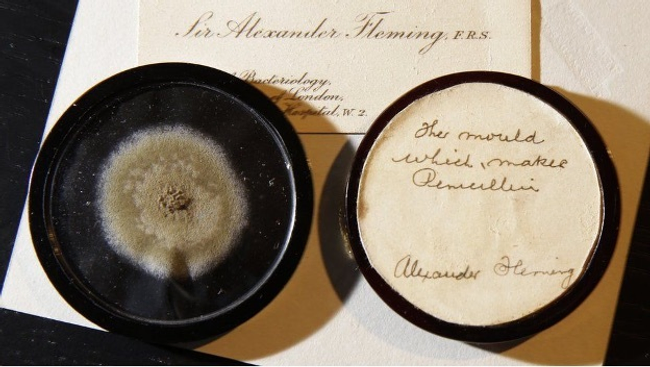 A photograph showing a sample of Freemason and Scientist Sir Alexander Fleming’s penicillin mold