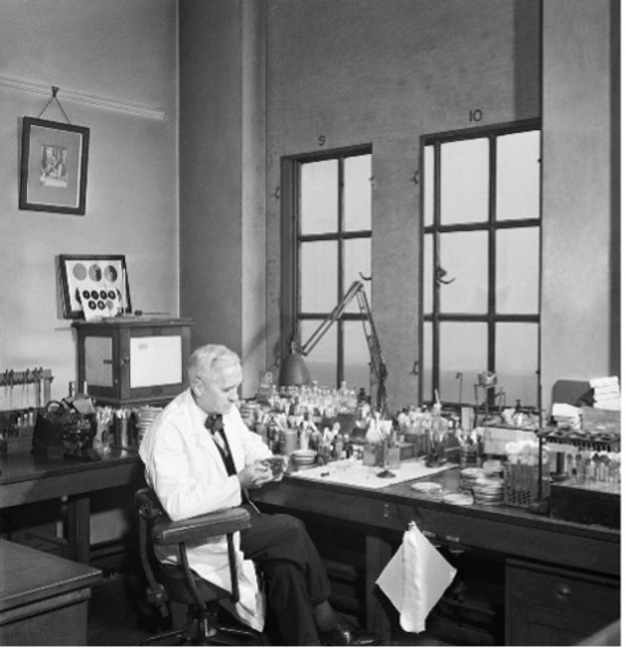 Professor Alexander Fleming working in his laboratory at St Mary's Hospital, London, during the Second World War.